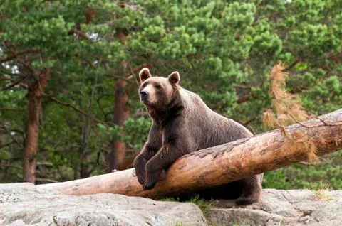 Bear Foto stock