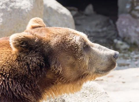 Bear Stock Photos