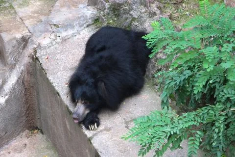 Bear Photos
