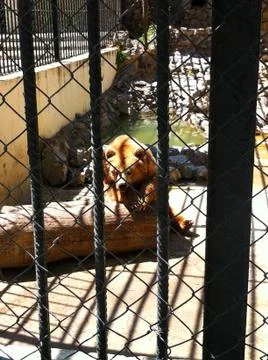 The bear Stock Photos