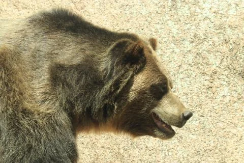 Bear Stock Photos