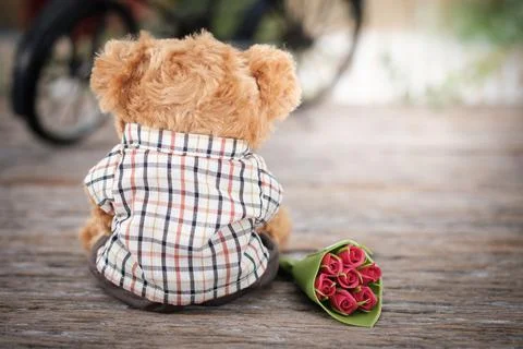 Bear Stock Photos