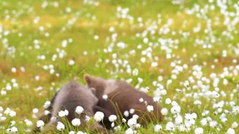 Bear  Playing in Field Stock Footage 323139518