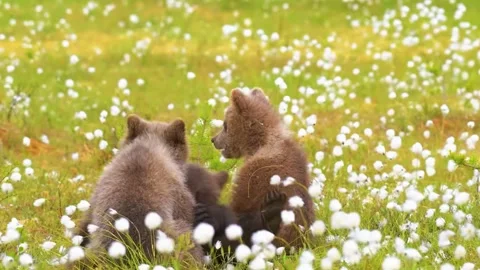 Bear  Playing in Field Stock Footage 323139555