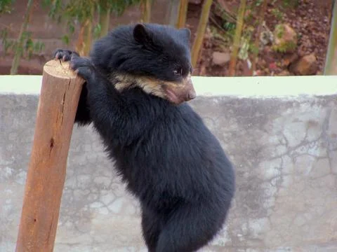 Bear playing Foto stock