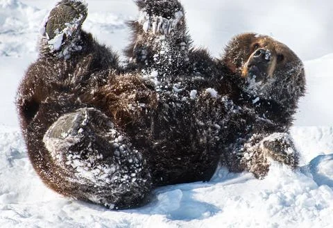 Bear playing in snow 库存照片
