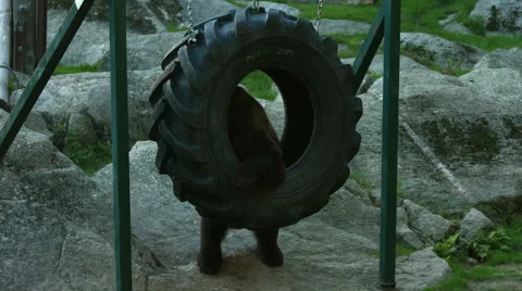 A bear playing with a tire Stock Footage 49181803