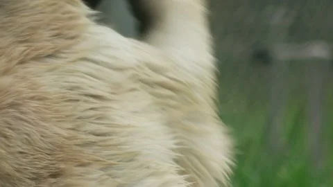 Bear playing view from the back, close up Stock Footage 132703446