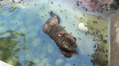 Bear playing in the water Stock Footage 10591089