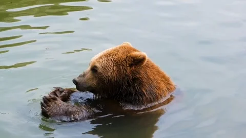 Bear playing with water Video stock 270089220