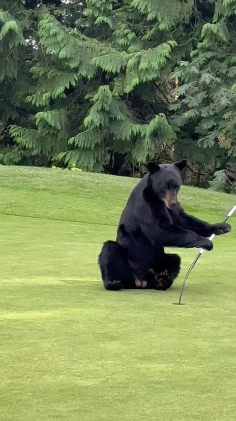 Bear Plays with Golf Hole, North Vancouver, British Columbia, Canada - 25 Jul 20 Video stock 314794796