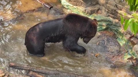 Bear plays in water in a zoo Stock Footage 335115924