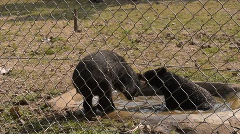 Bear poaching water in open zoo. Stock Footage 60808237