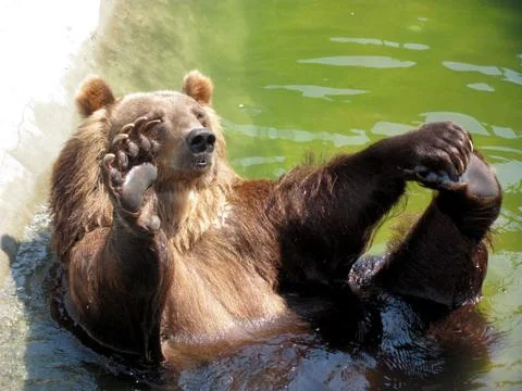 Bear, pool, hi Stock Photos