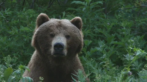 Bear, a portrait Stock-Footage 844173