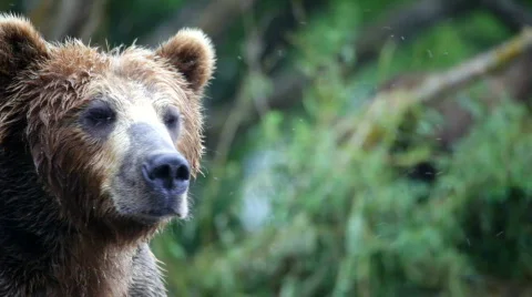 Bear, a portrait 스톡 동영상 844344