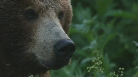 Bear, a portrait Stockbeeldmateriaal 848052