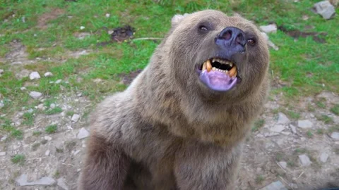 The bear prepares to attack shows its Jaw with teeth and is ready to attack.  Stock-Footage 142876957