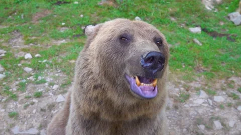 The bear prepares to attack shows its Jaw with teeth and is ready to attack.  Vidéo 142876975