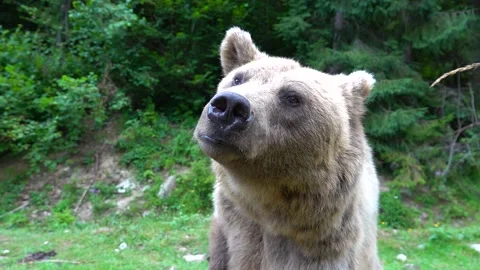 The bear prepares to attack shows its Jaw with teeth and is ready to attack.  Vidéo 142877020