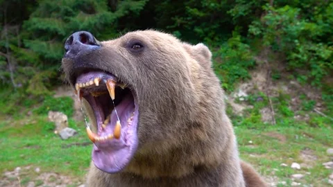 The bear prepares to attack shows its Jaw with teeth and is ready to attack.  Stock Footage 142877025