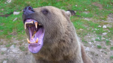 The bear prepares to attack shows its Jaw with teeth and is ready to attack. Stock Footage 233607209