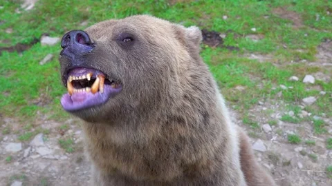The bear prepares to attack shows its Jaw with teeth and is ready to attack. Vidéo 233611139