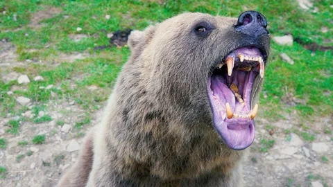 Angry Grizzly Bear Attack