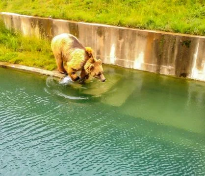 A Bear preparing to jump into water in Bern Bear Pit (Barengraben) in Bern Stock Photos