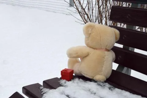 Bear with a present Stock Photos