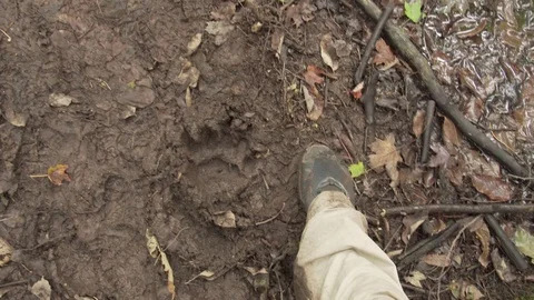 Bear print next to human foot Video stock 100137665