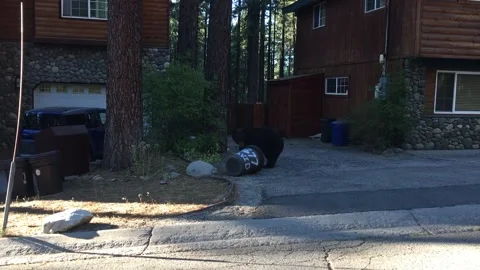 Bear Proof Fail - 01 Jan 1970 Stock Footage 205358075