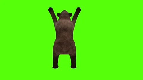 Bear Punch Green Sccreen Animation 4k Rendering Stock Footage 296262954