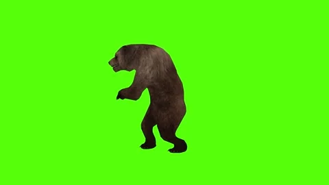 Bear Punch left Green Sccreen Animation 4k Rendering Stock Footage 296262980