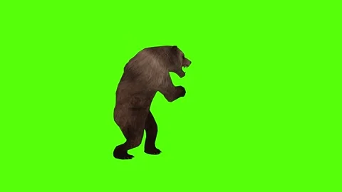 Bear Punch Right Green Sccreen Animation 4k Rendering Stock Footage 296262970
