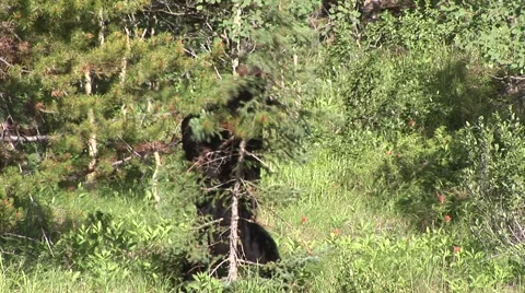 Bear in Quebec Stock Footage 1779625