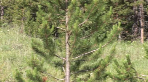 Bear in Quebec Stock Footage 1783986