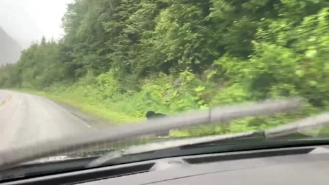 Bear Races Across Road in Front of Car, stewart, British Colombia, Canada - 23 O 스톡 동영상 205325519
