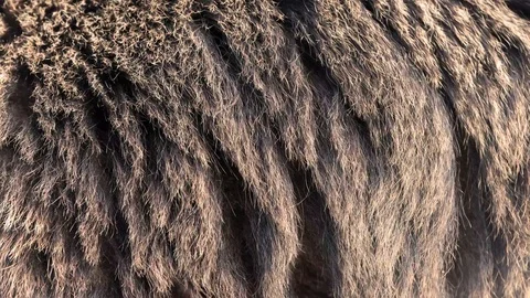 Bear real fur blowing on the wind. Close up macro shot of animal hair in slow Stock Footage 101866154