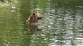 Bear refreshing in water and scratching his head HD Footage