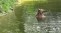 Bear relaxing in a pond at a hot summer day HD Footage
