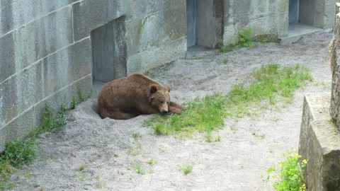 Bear resting in Bärengraben (Bear Pit). Bern, Switzerland Stockbeeldmateriaal 274932152