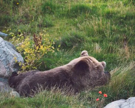 Bear resting on grass Stock Photos