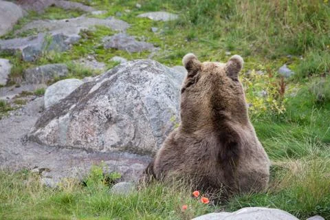 Bear resting on grass Stock Photos