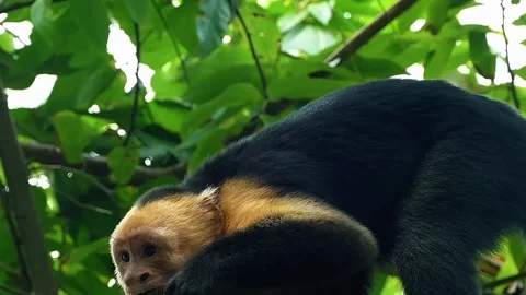 Bear Resting on Ground Stock Footage 323142808