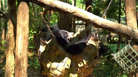 Bear resting at Kuangsi Waterfall park, Luang Prabang, Laos Stock Footage