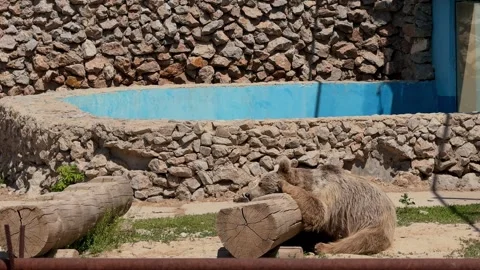 A bear resting on a log in an open zoo enclosure. Stock Footage 307088403