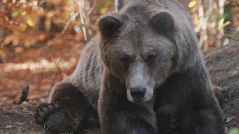 A bear resting in the wild forest. Video stock 168539296
