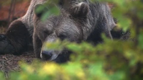 The bear resting in the wild forest. Video stock 168539457