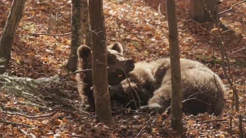 The bear is resting in the wild forest. Stock Footage 168540918